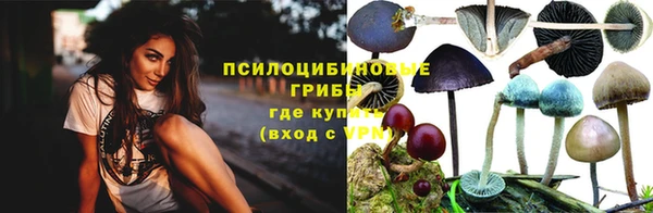 прущие грибы Михайлов