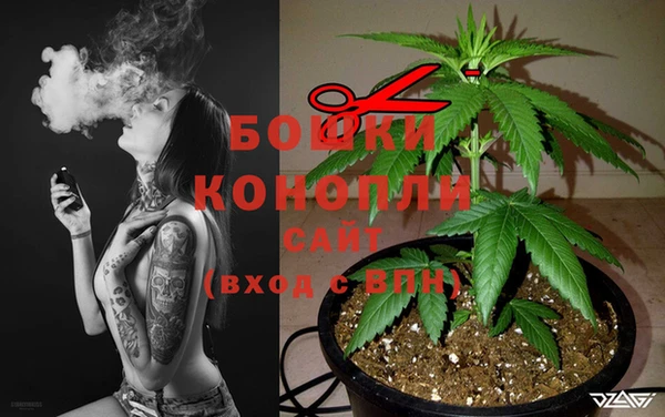 прущие грибы Михайлов